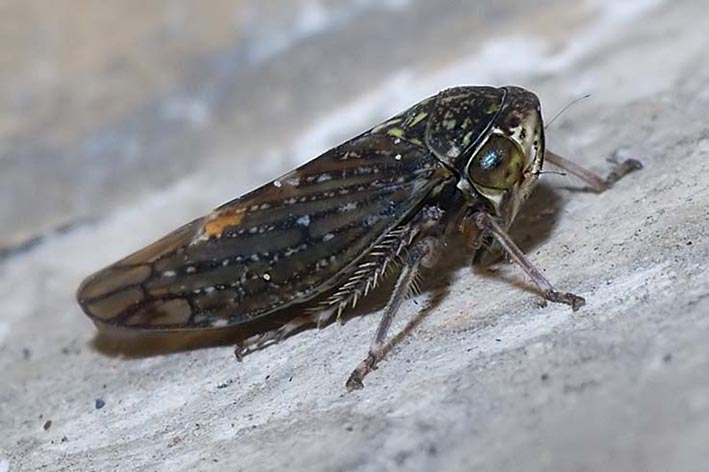 Cicadellidae: Acericerus sp. della Lombardia (MI)